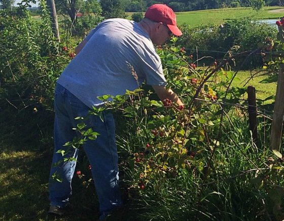 Volunteer Gleaning Blackberries Volunteer Gleaning Blackberries