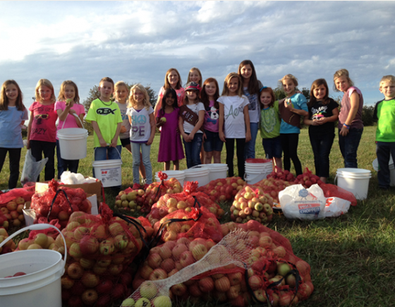 Apples picked by volunteer children Apples picked by volunteer children
