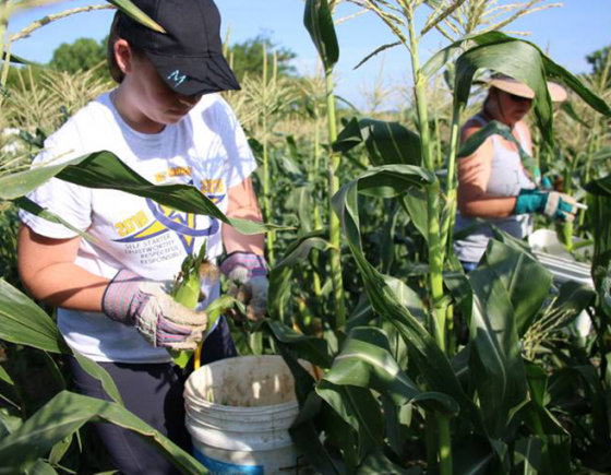 Corn gleaning Corn gleaning