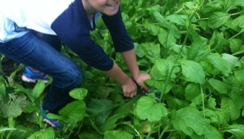 Girl gleaning mustard greens