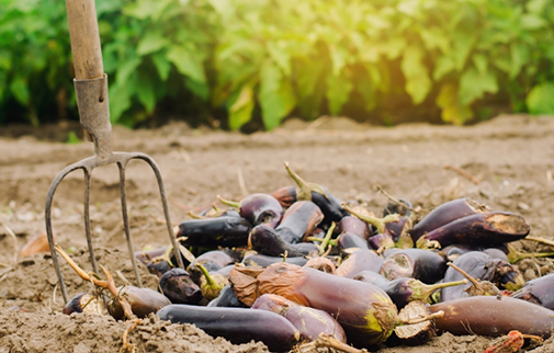 Vegetables on the Ground next to a Gardening Tool Banner