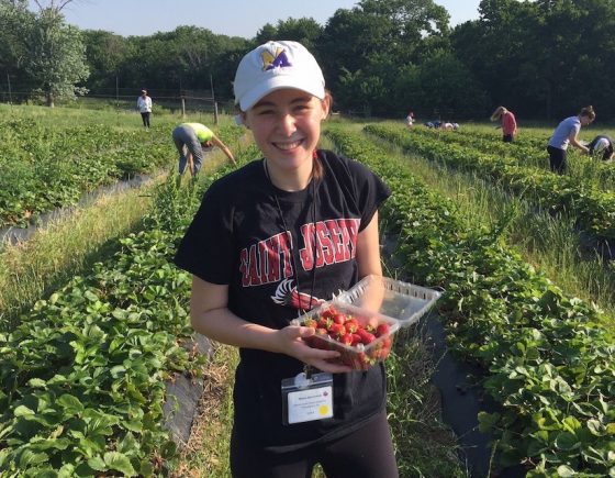 Strawberry Gleaning Strawberry Gleaning