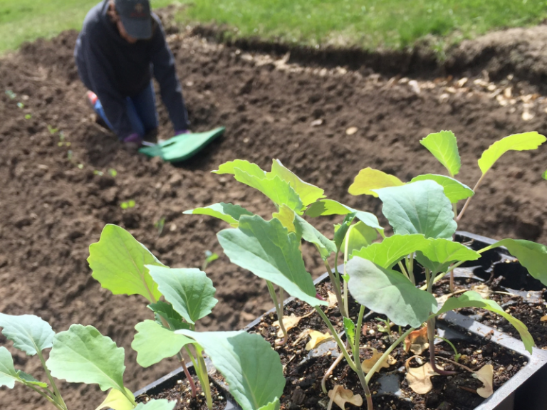 Spring Planting