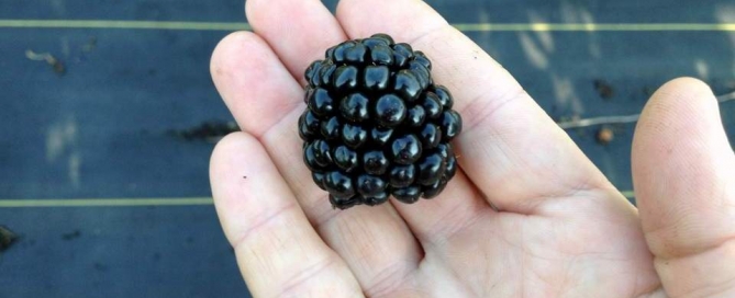 Blackberry in hand