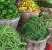 Farmers market, vegetables